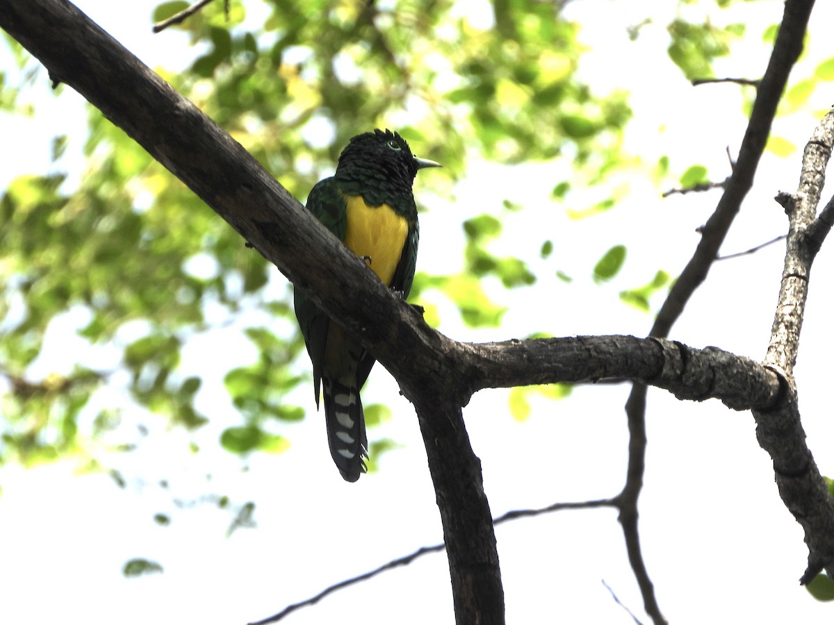African Emerald Cuckoo - ML646745485