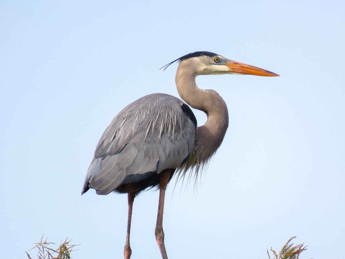 herodiashegre - ML646745489