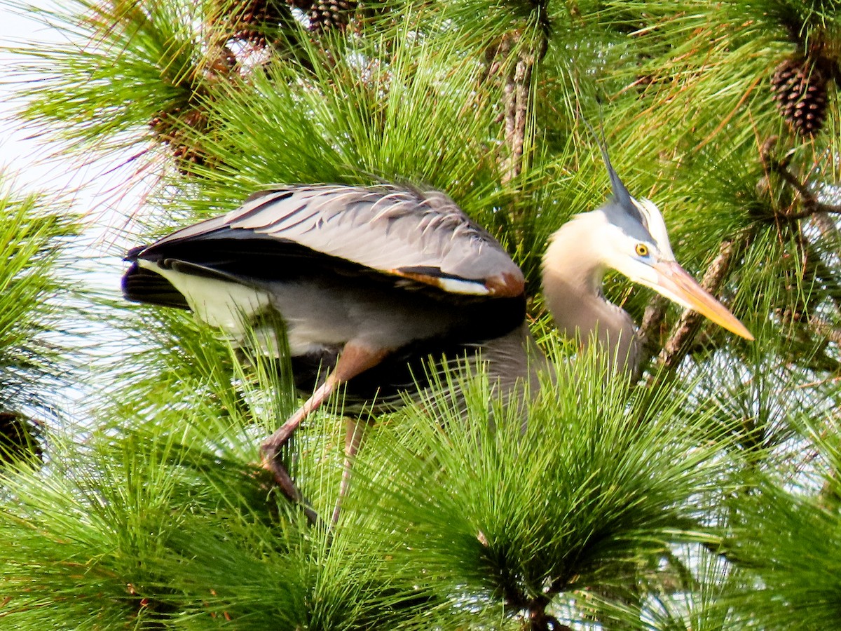 herodiashegre - ML646745491