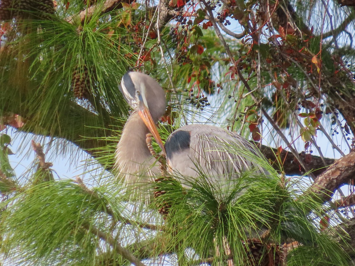 herodiashegre - ML646745492