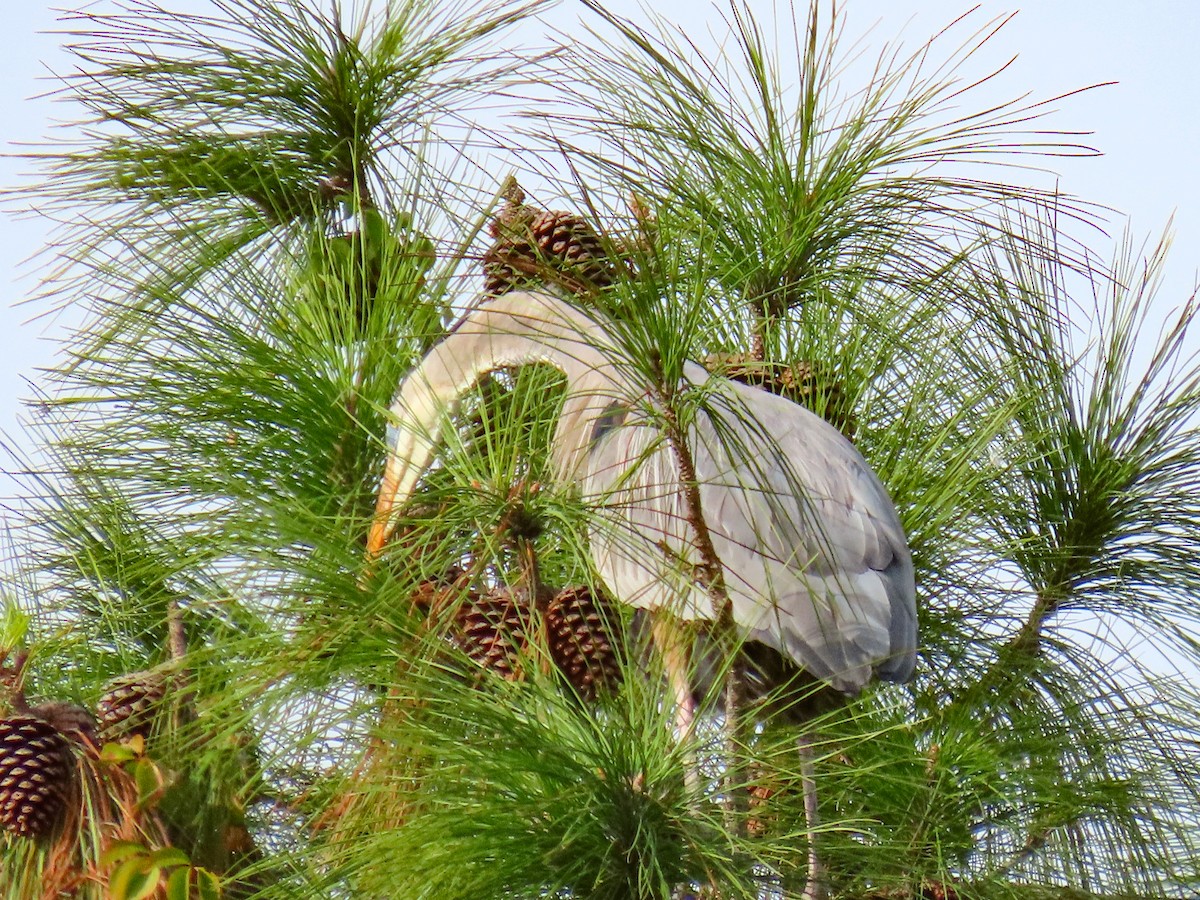 herodiashegre - ML646745493