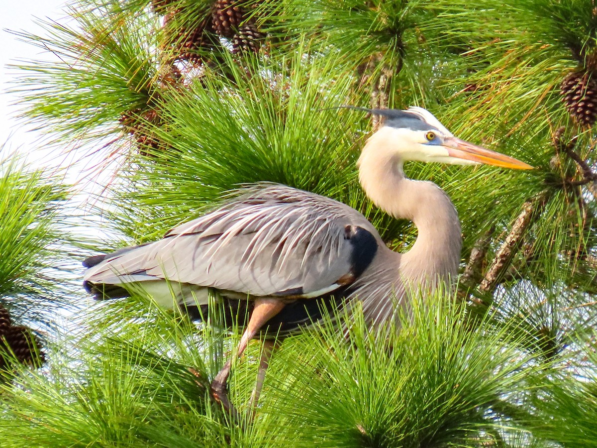 herodiashegre - ML646745494