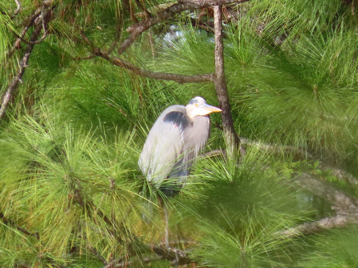 herodiashegre - ML646745497