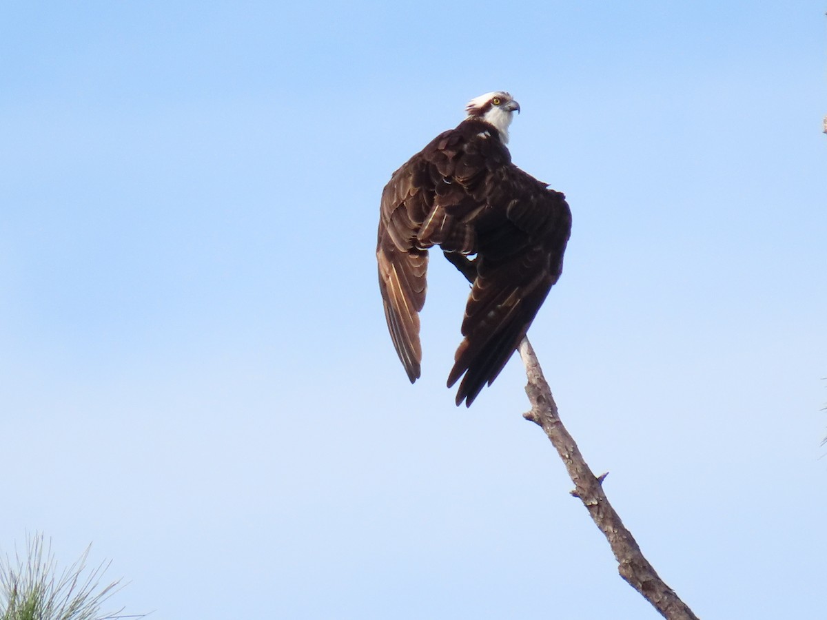 fiskeørn - ML646745511
