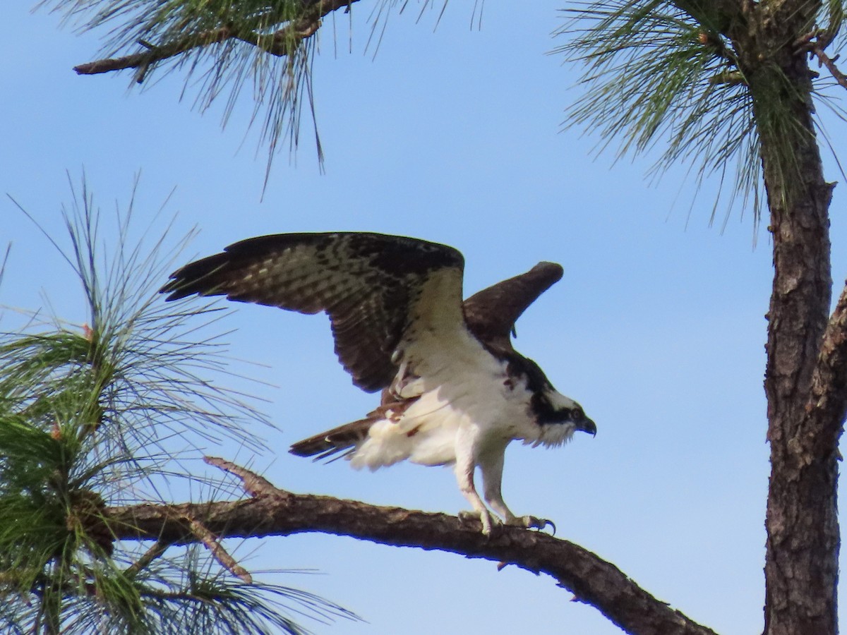 fiskeørn - ML646745512