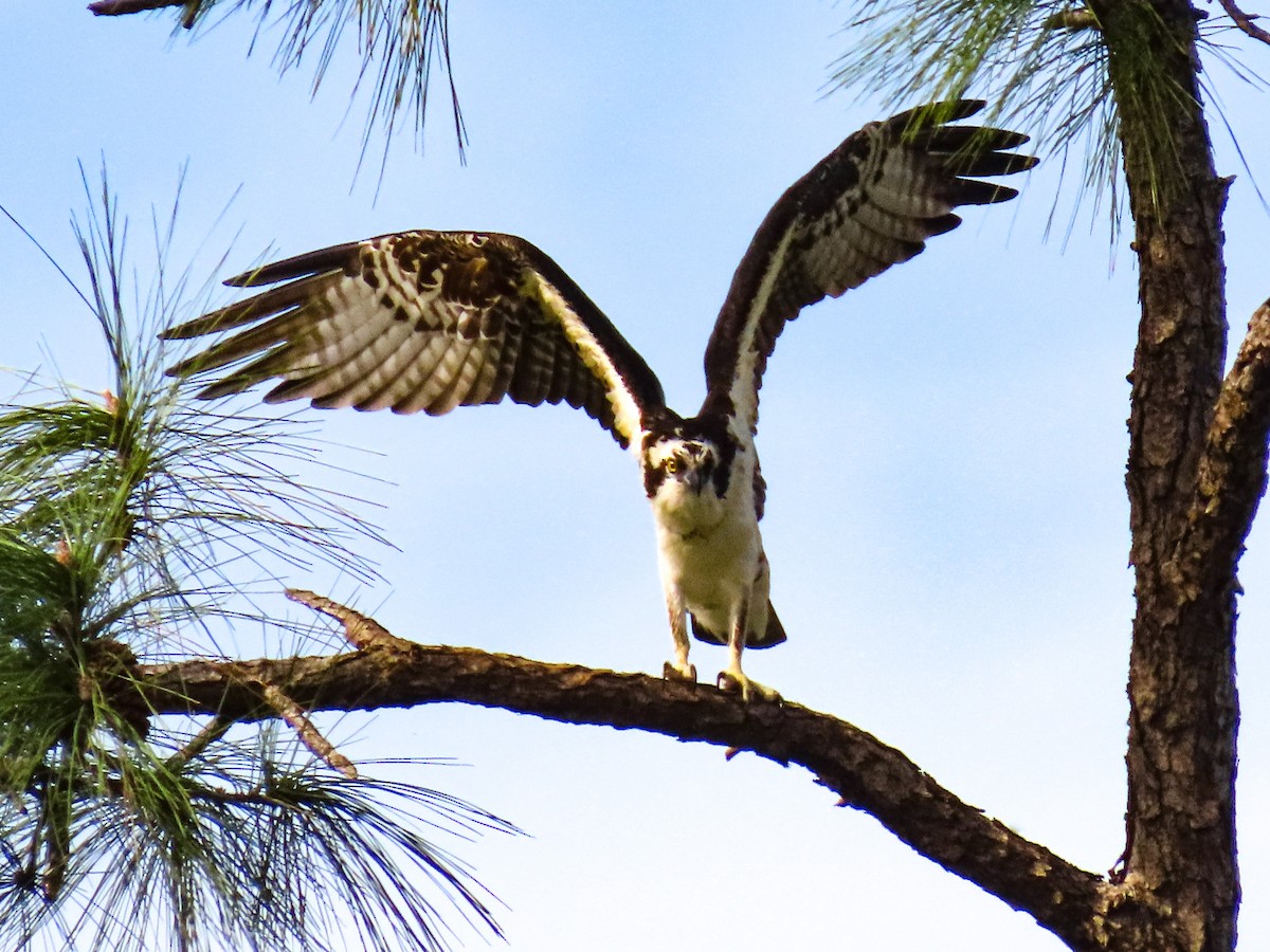 fiskeørn - ML646745513