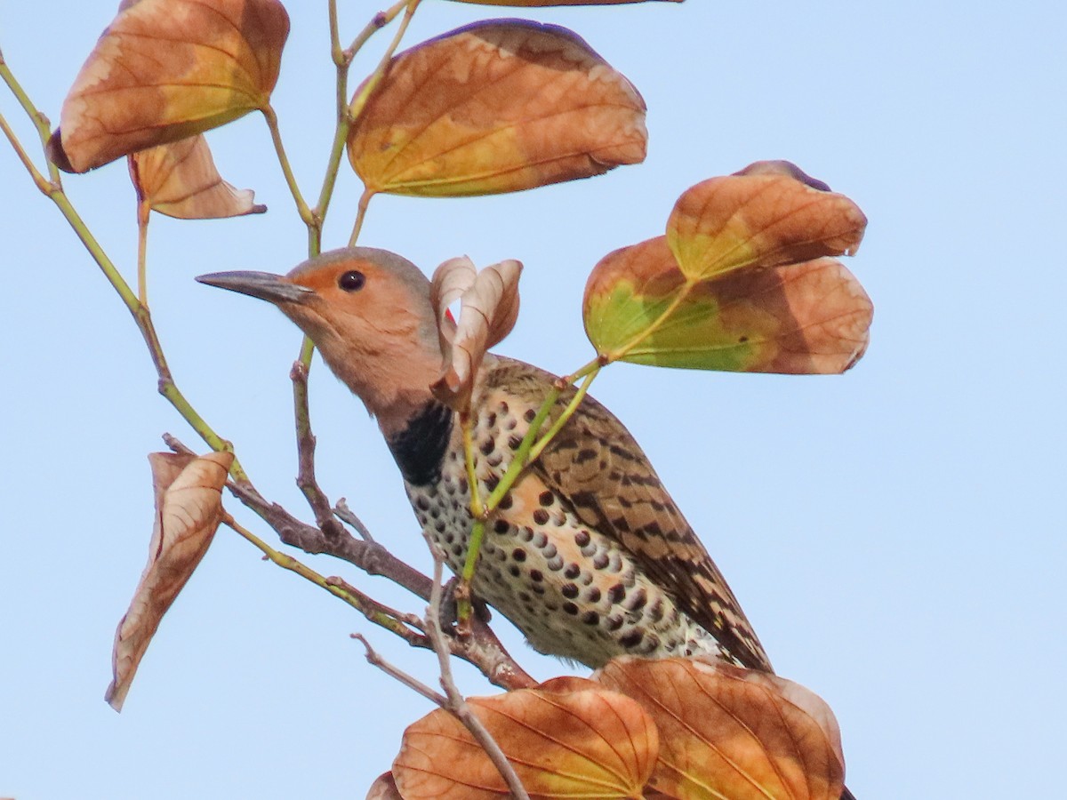 gullspett - ML646745525