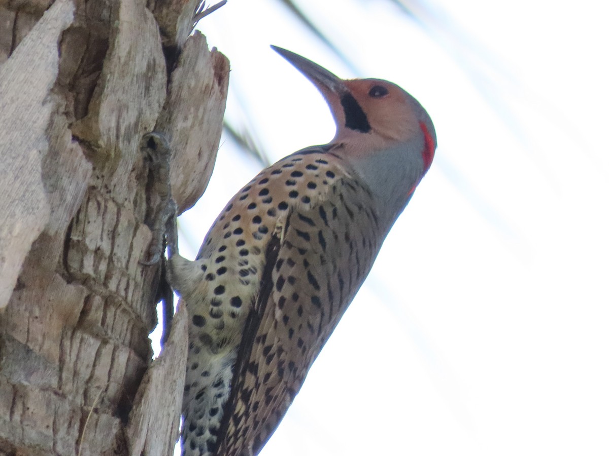 gullspett - ML646745526