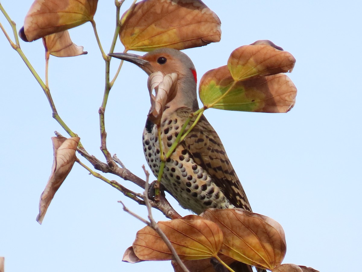 gullspett - ML646745528