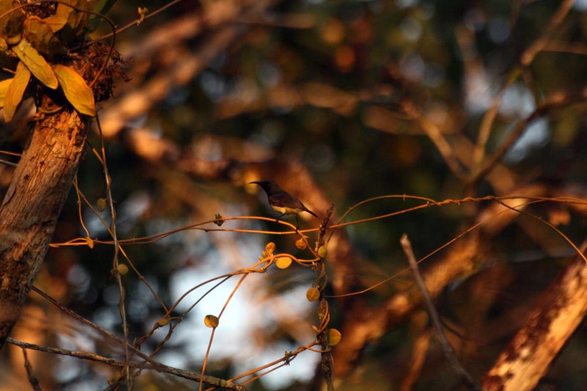 Ornate Sunbird - ML646745529