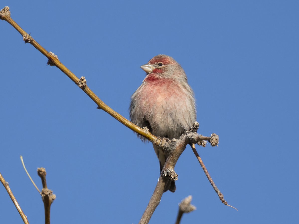 House Finch - ML646745530