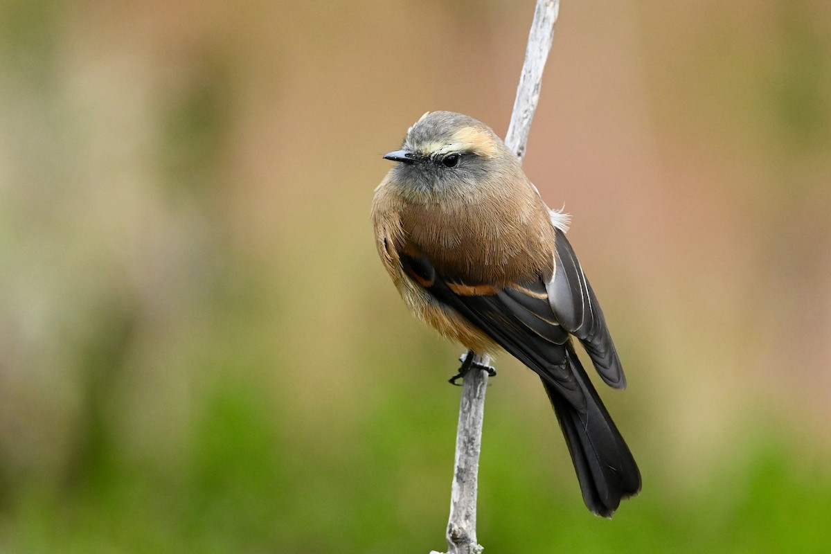 Brown-backed Chat-Tyrant - ML646745531