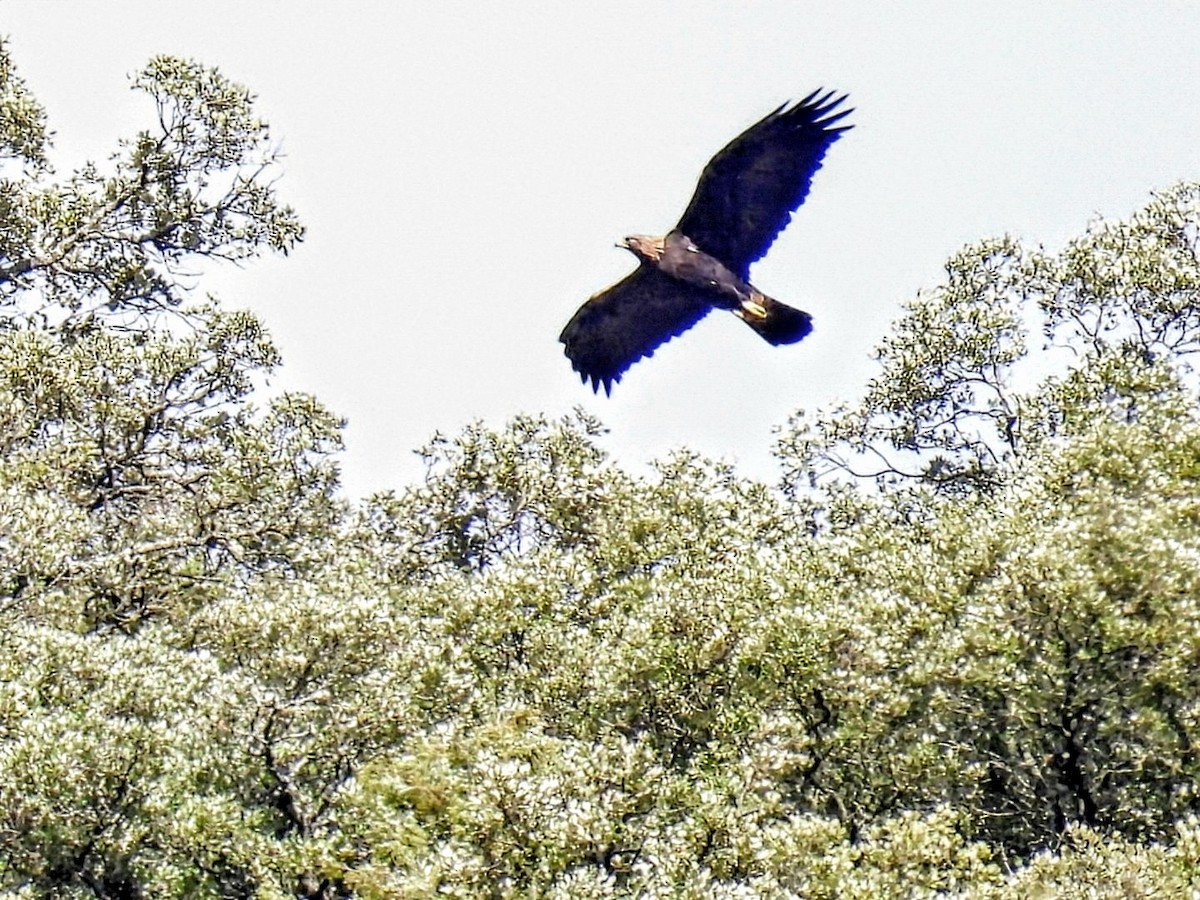 Águila Real - ML646745533