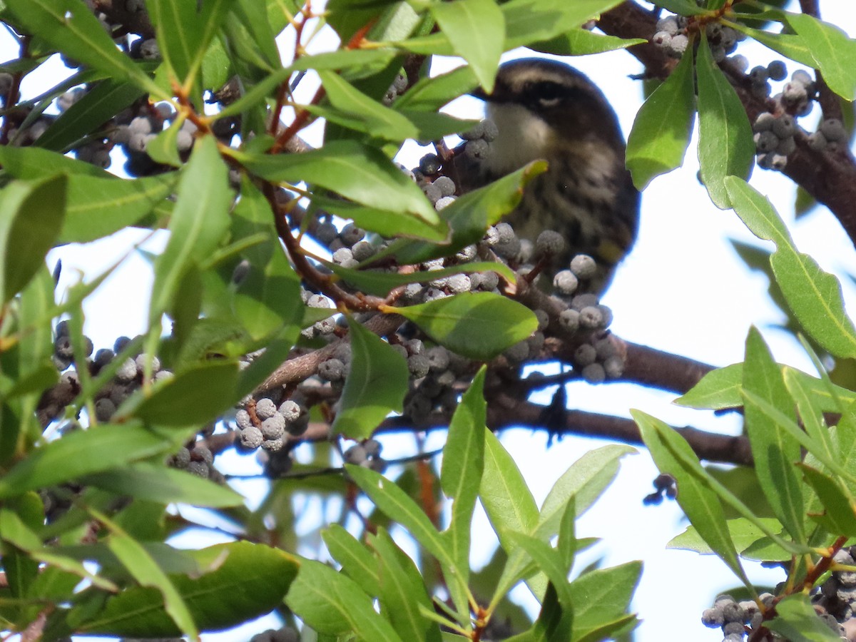 myrteparula - ML646745540