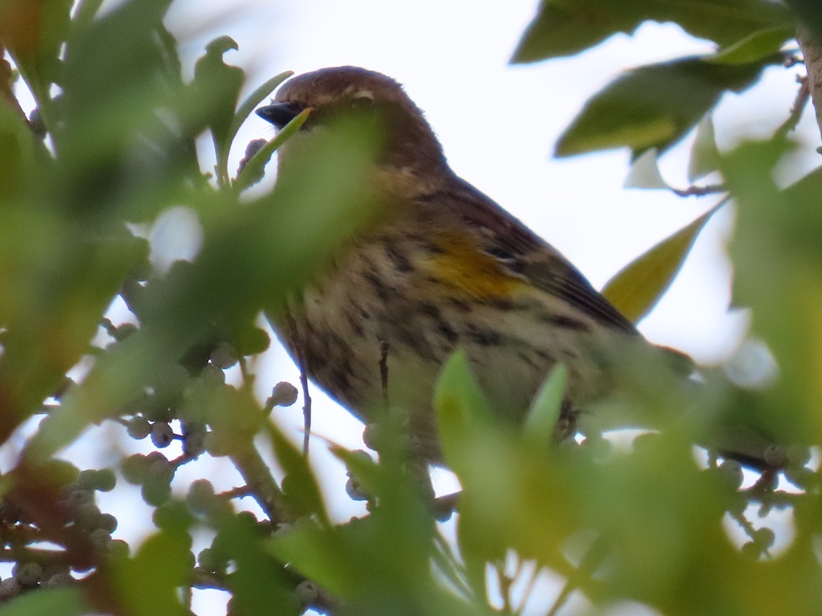 myrteparula - ML646745541