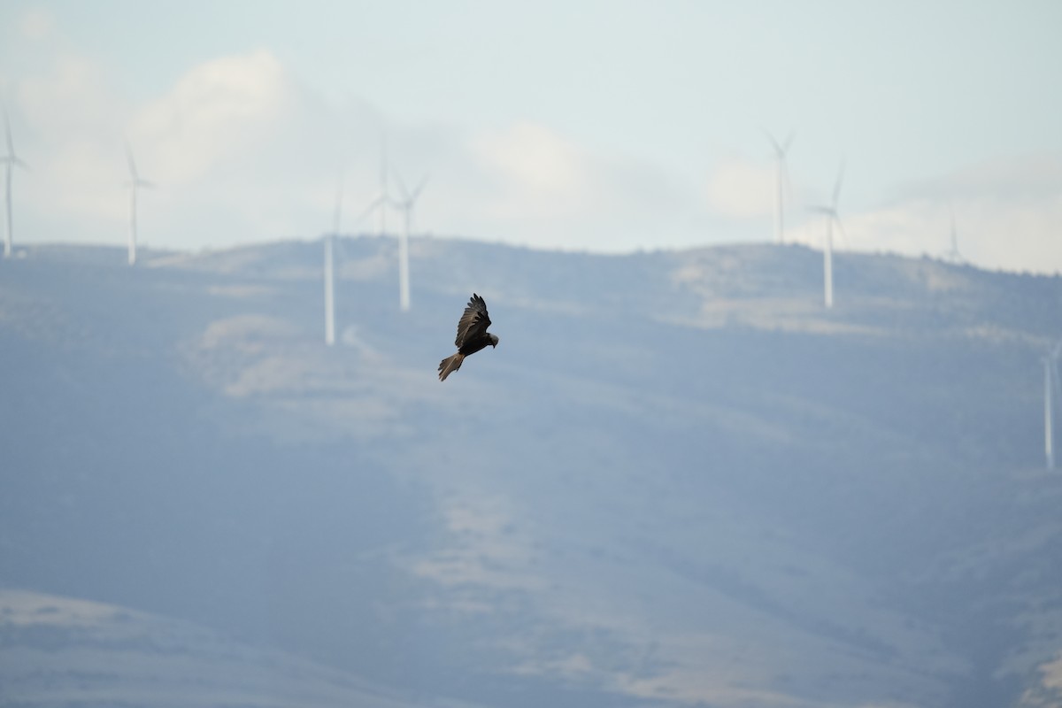 Намгийн хулд - ML646745542