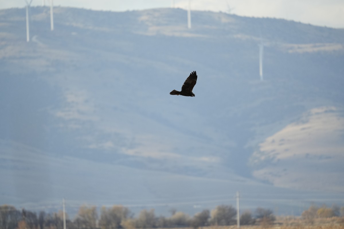 Намгийн хулд - ML646745543