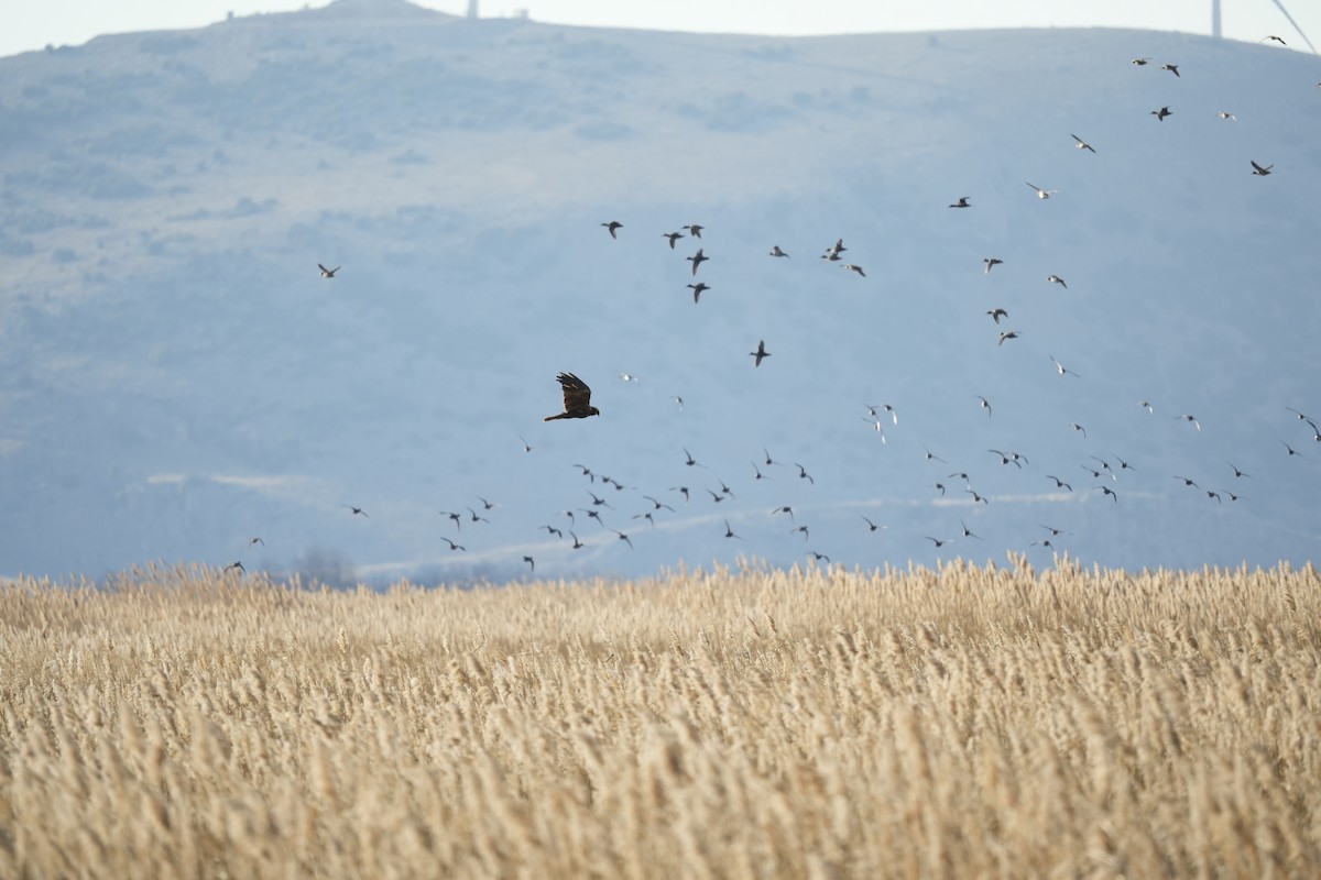 Намгийн хулд - ML646745544