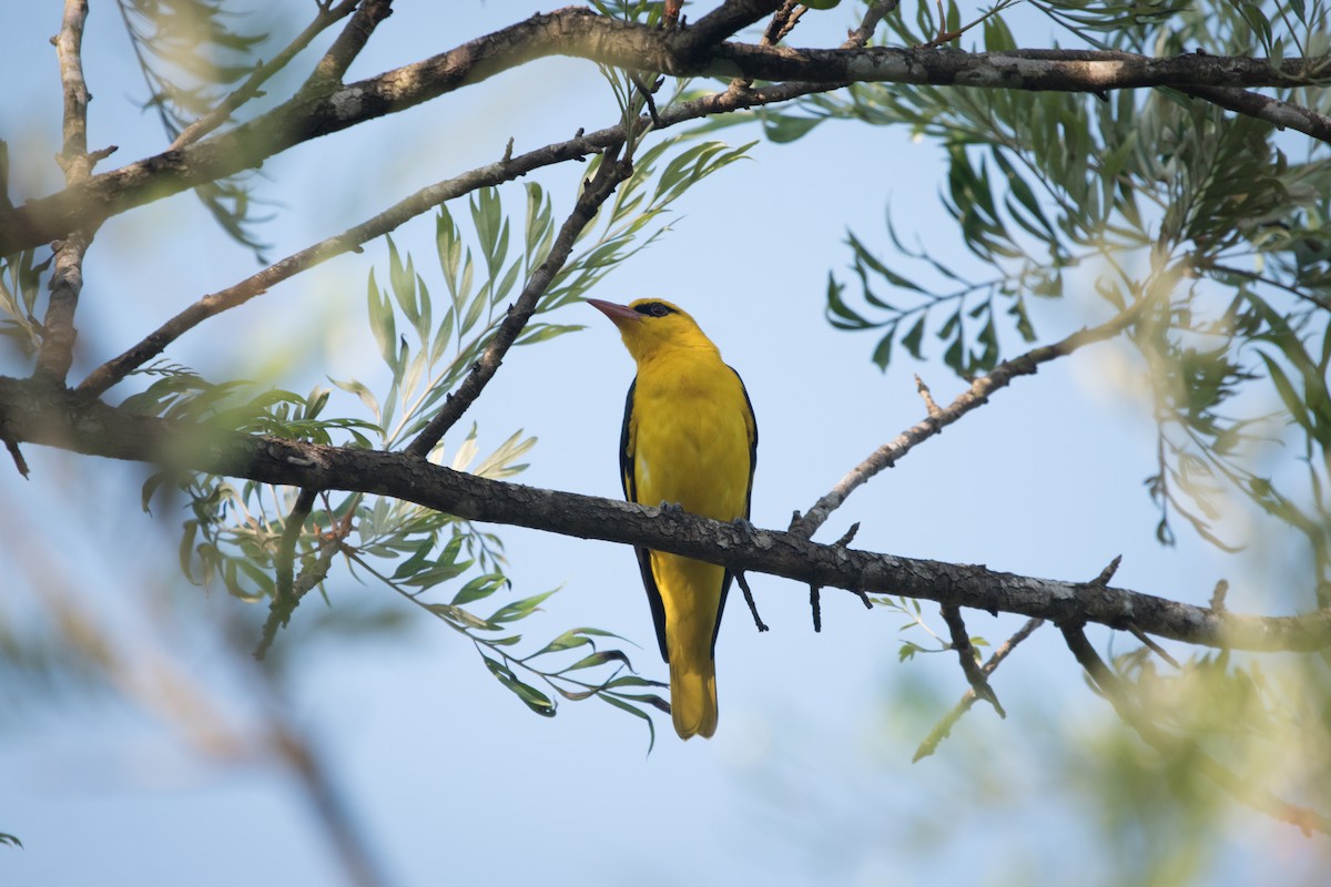 Indian Golden Oriole - ML646745554