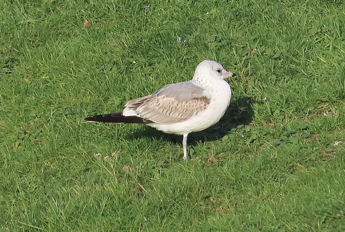 Common Gull - ML646745555
