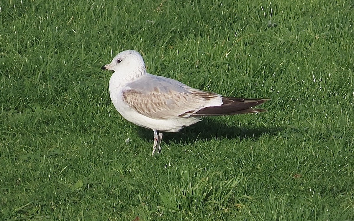 Common Gull - ML646745556