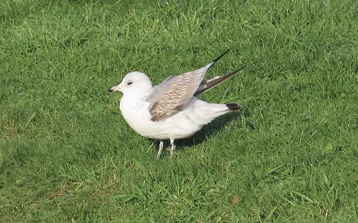 Common Gull - ML646745557