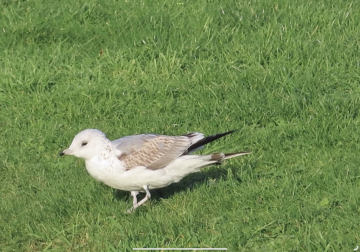 Common Gull - ML646745558