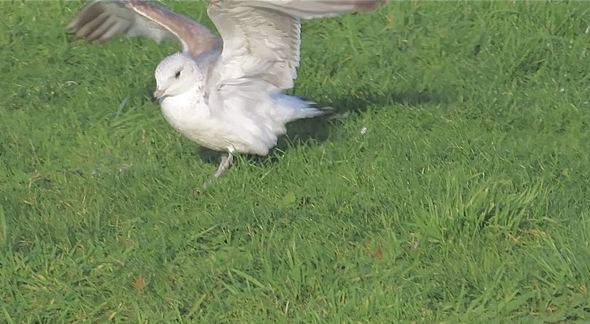 Common Gull - ML646745559