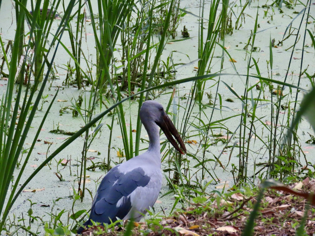 Asian Openbill - ML646745596