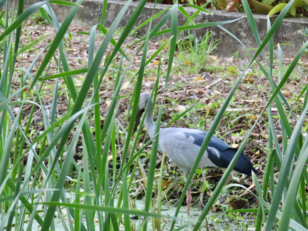 Asian Openbill - ML646745597