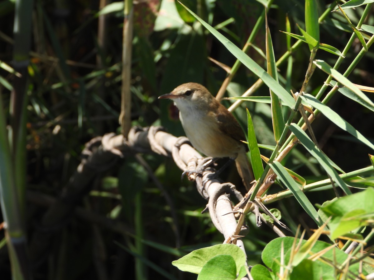Lesser Swamp Warbler - ML646745598