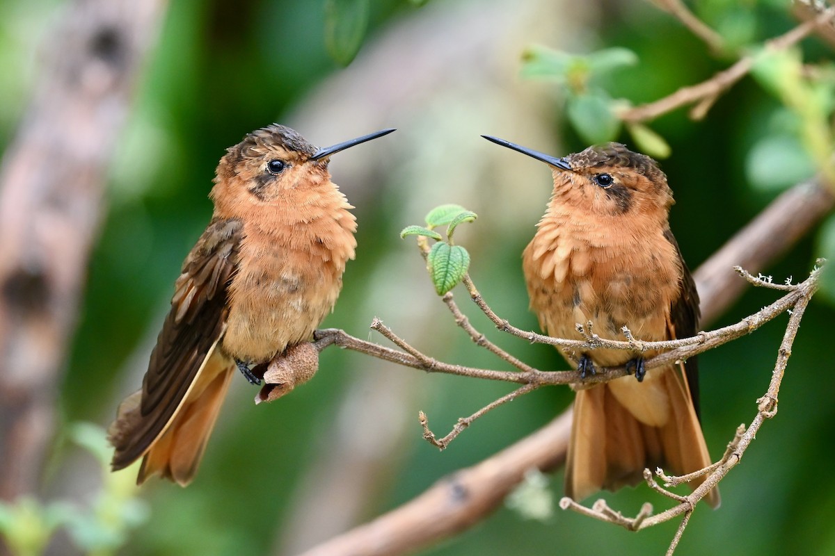 Shining Sunbeam - ML646745599