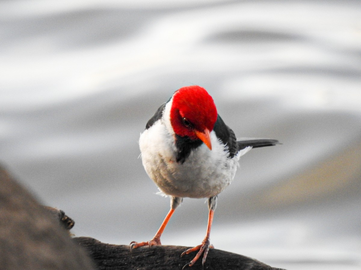 Yellow-billed Cardinal - ML646745600