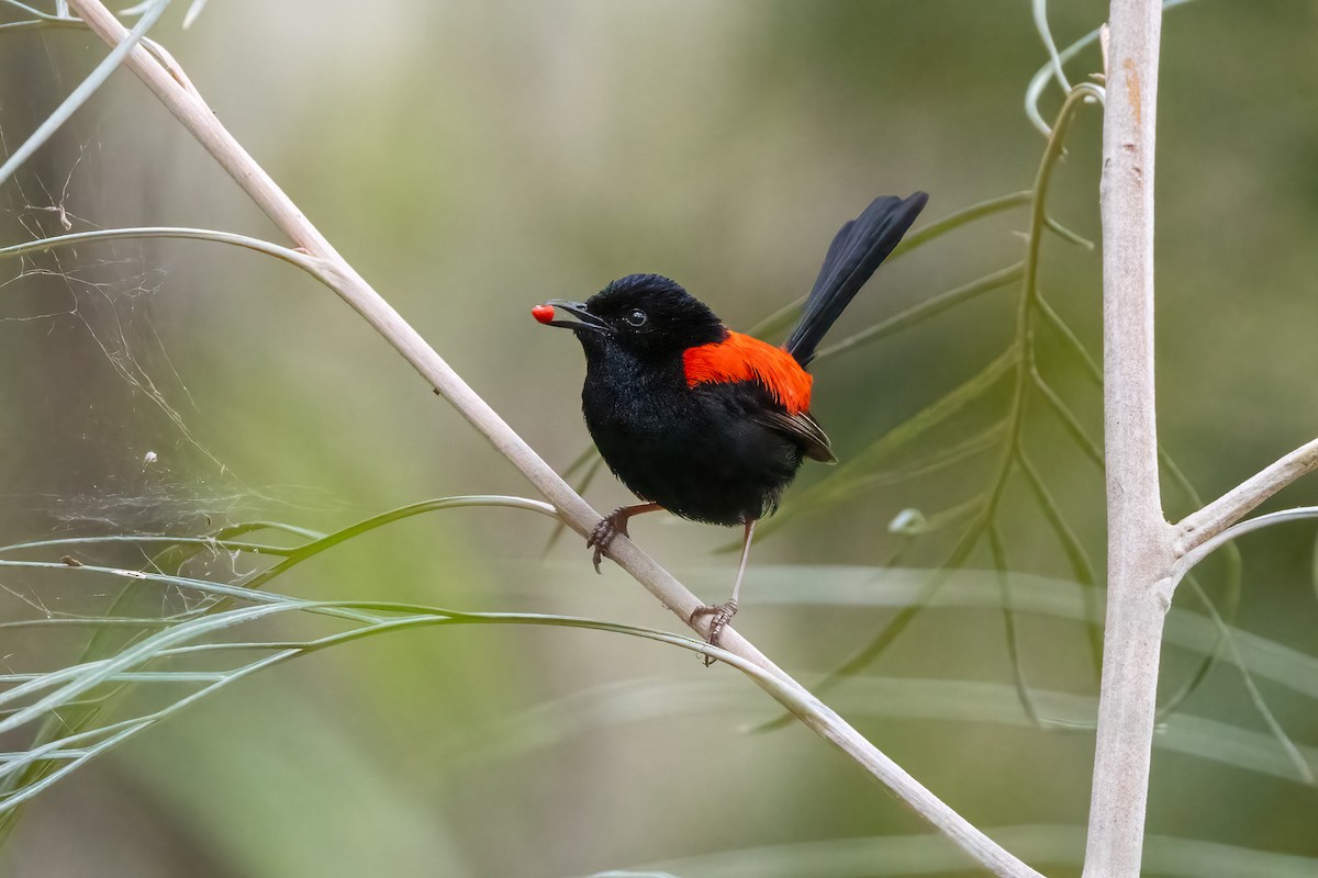 Red-backed Fairywren - ML646745601