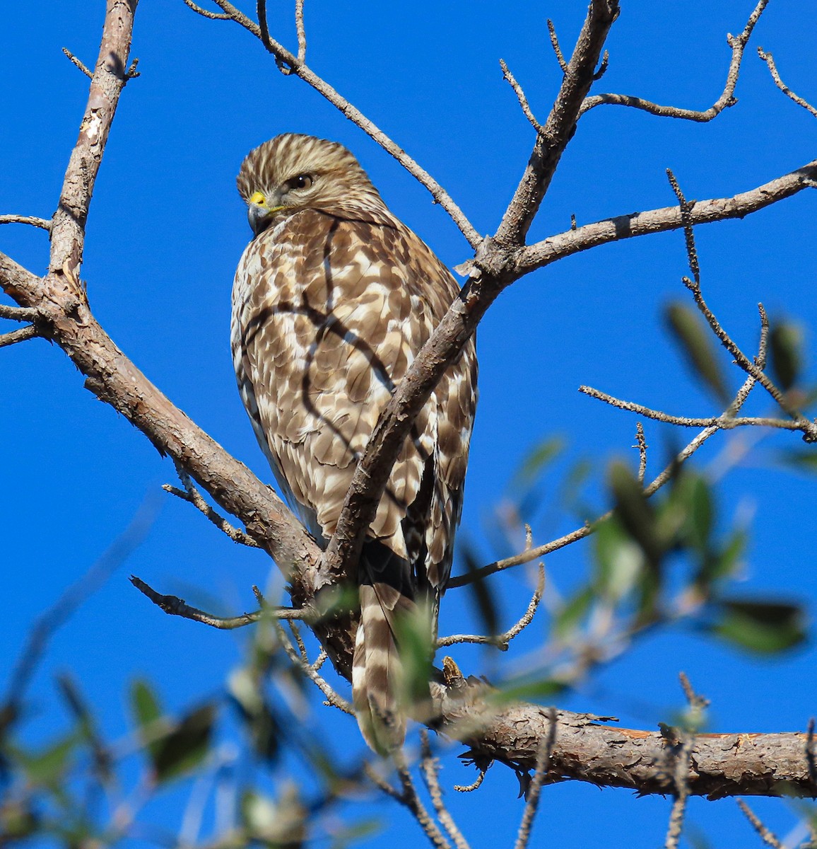 Rotschulterbussard - ML646745602