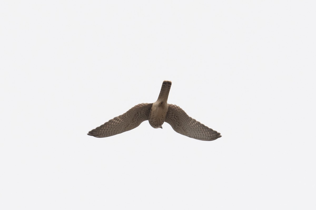 Eurasian Kestrel - ML646745604