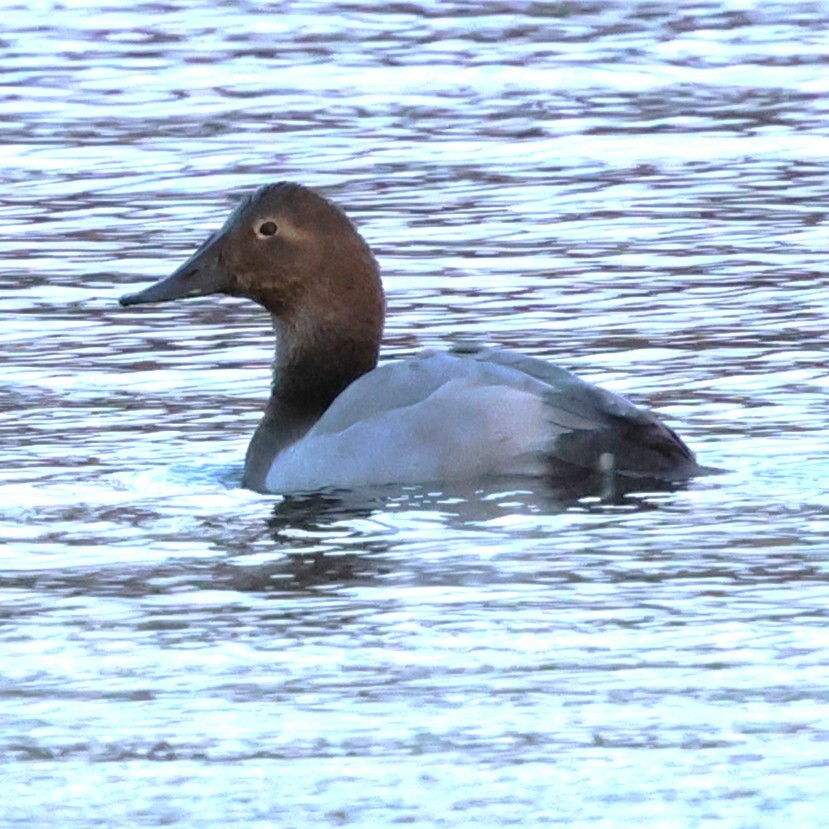 Canvasback - ML646745606
