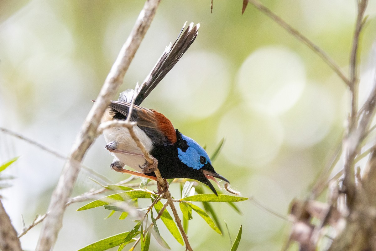 Lovely Fairywren - ML646745608