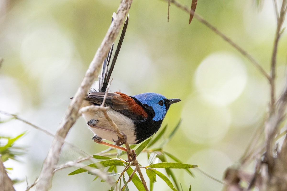 Lovely Fairywren - ML646745609