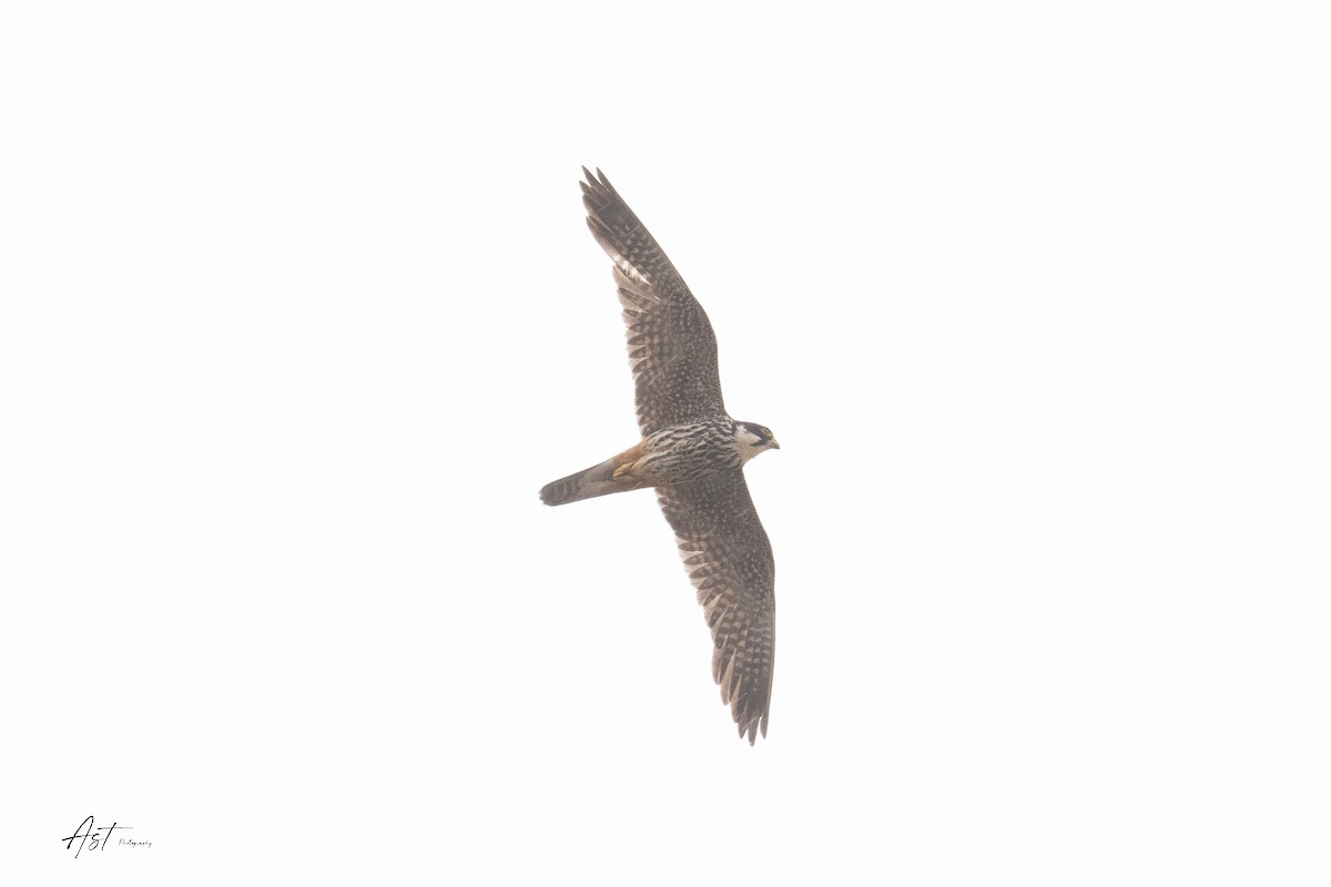 Eurasian Hobby - ML646745610