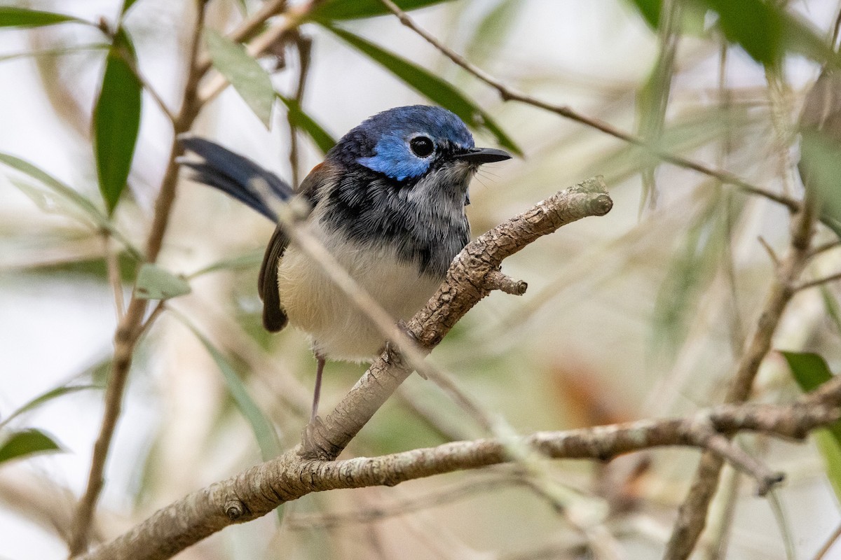 Lovely Fairywren - ML646745611