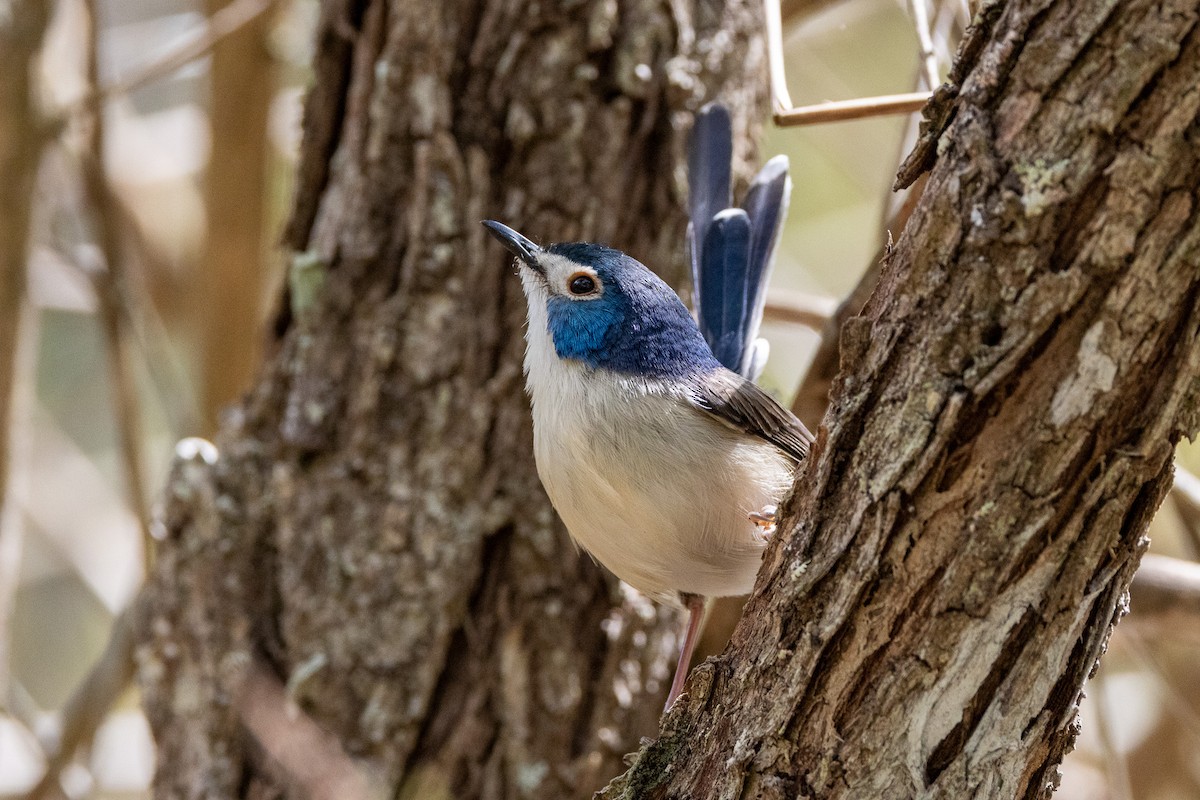 Lovely Fairywren - ML646745612
