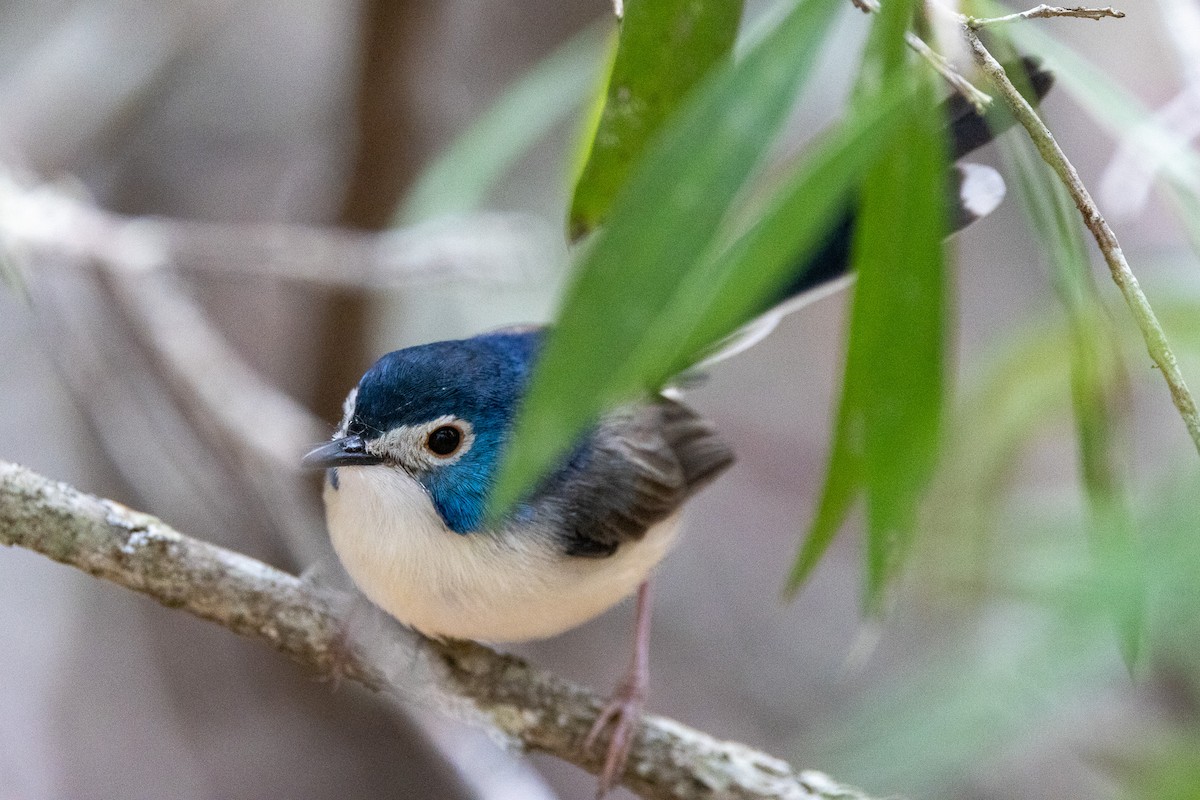 Lovely Fairywren - ML646745613