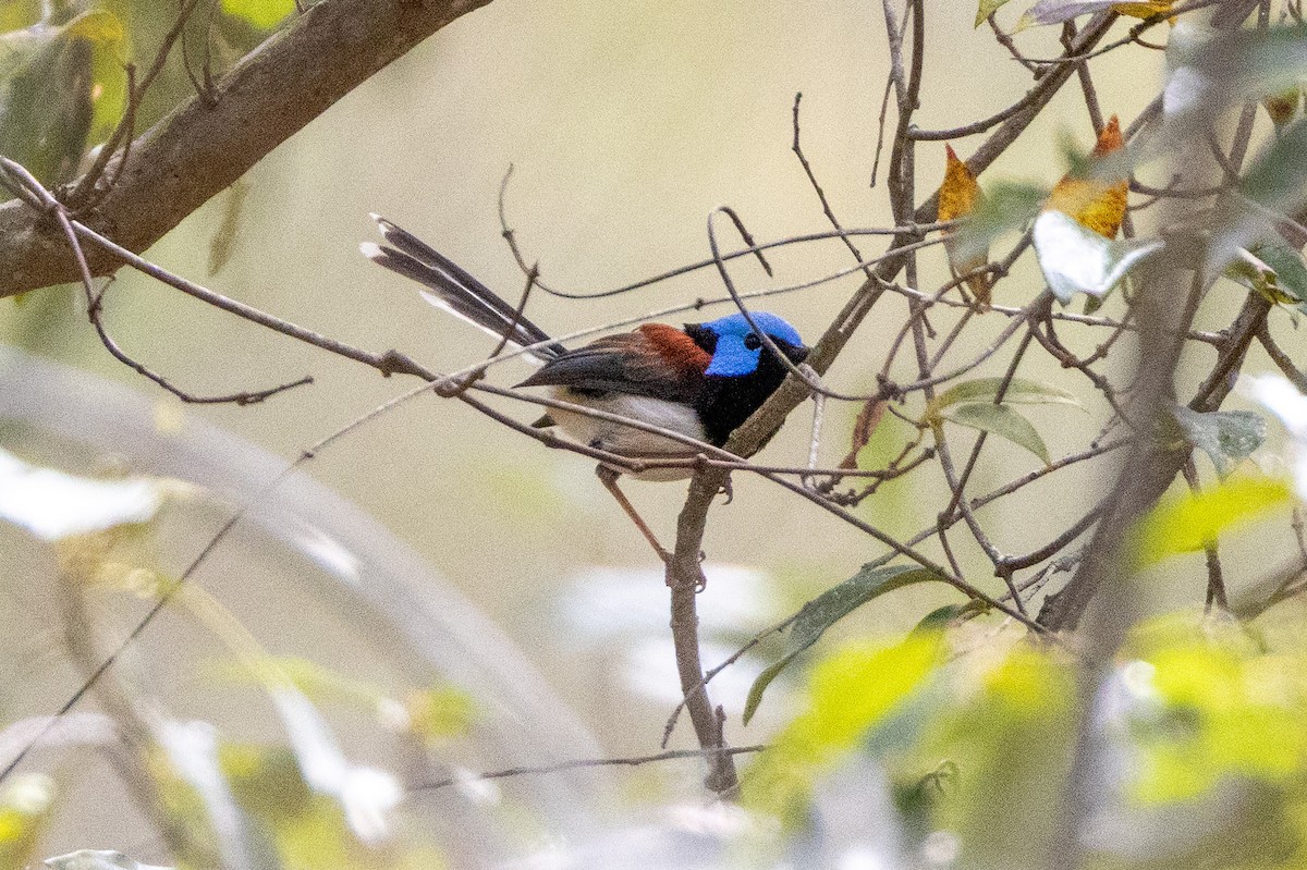 Lovely Fairywren - ML646745614