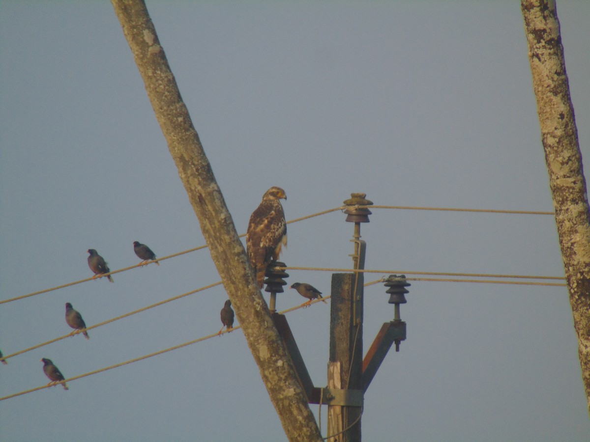 Crested Serpent-Eagle - ML646745615