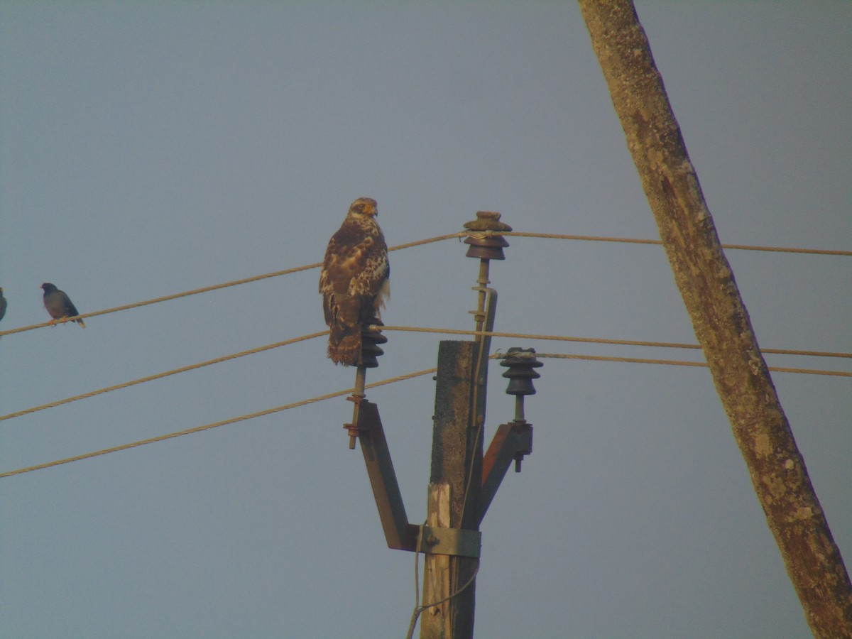 Crested Serpent-Eagle - ML646745616