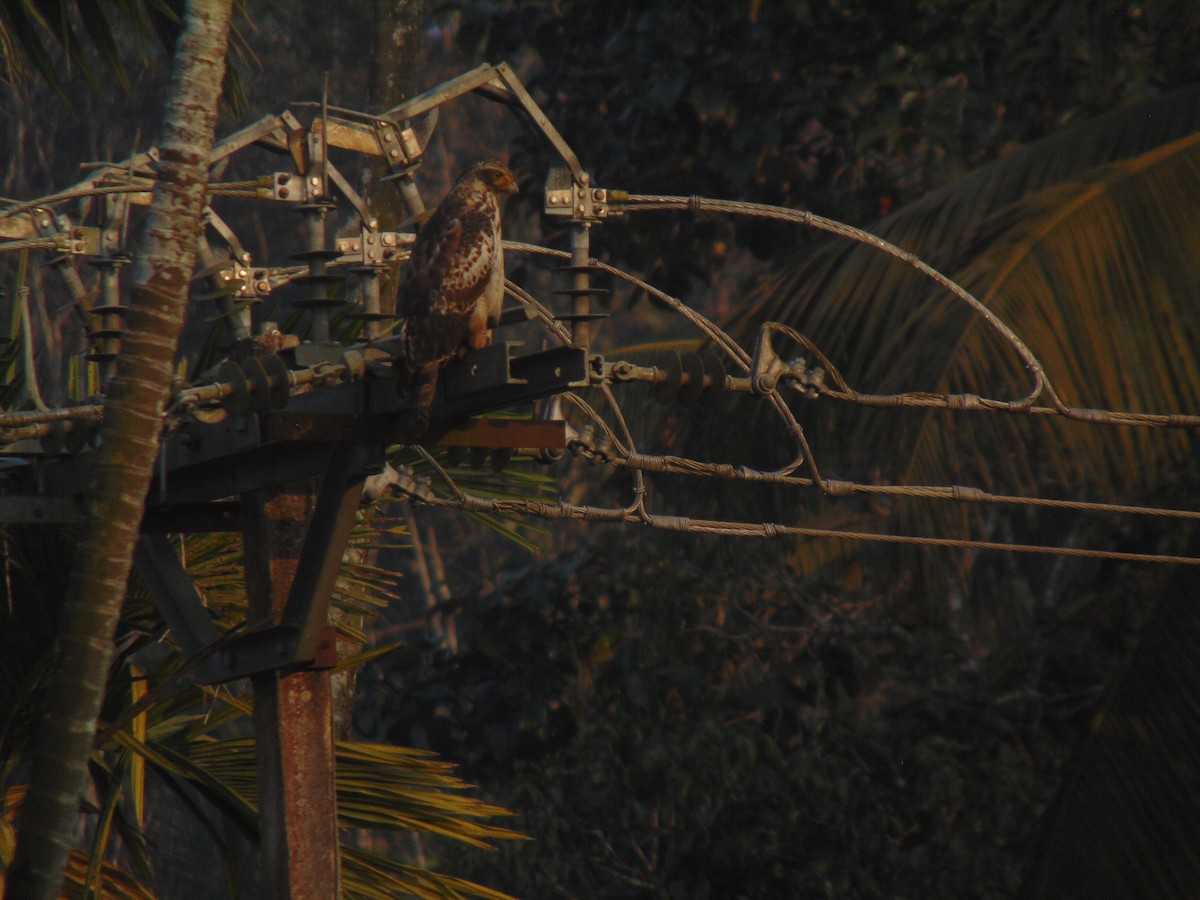 Crested Serpent-Eagle - ML646745617