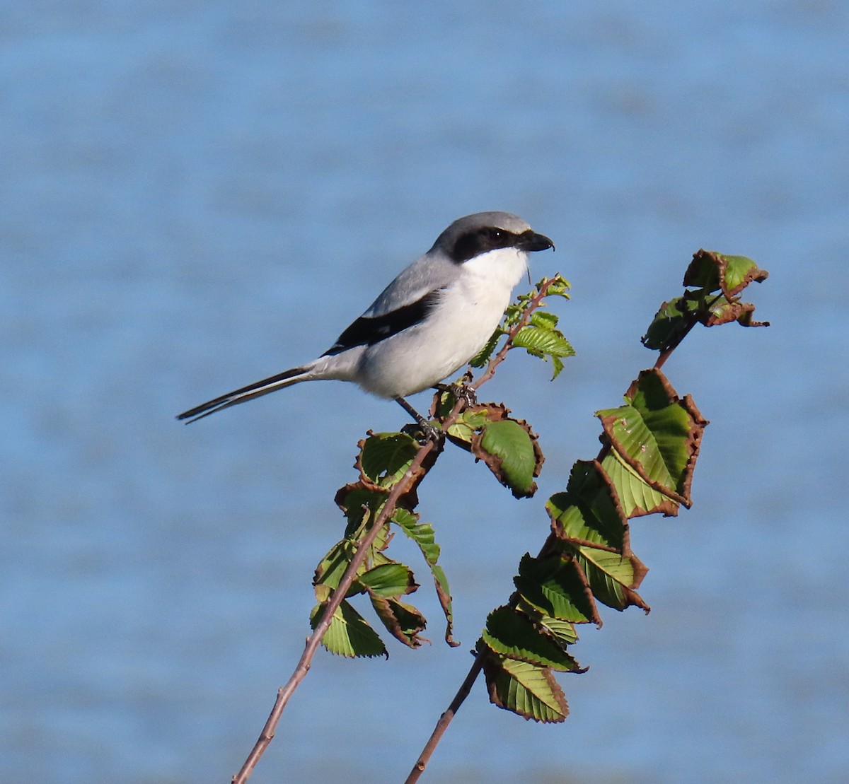 Loggerhead Shrike - ML646745618