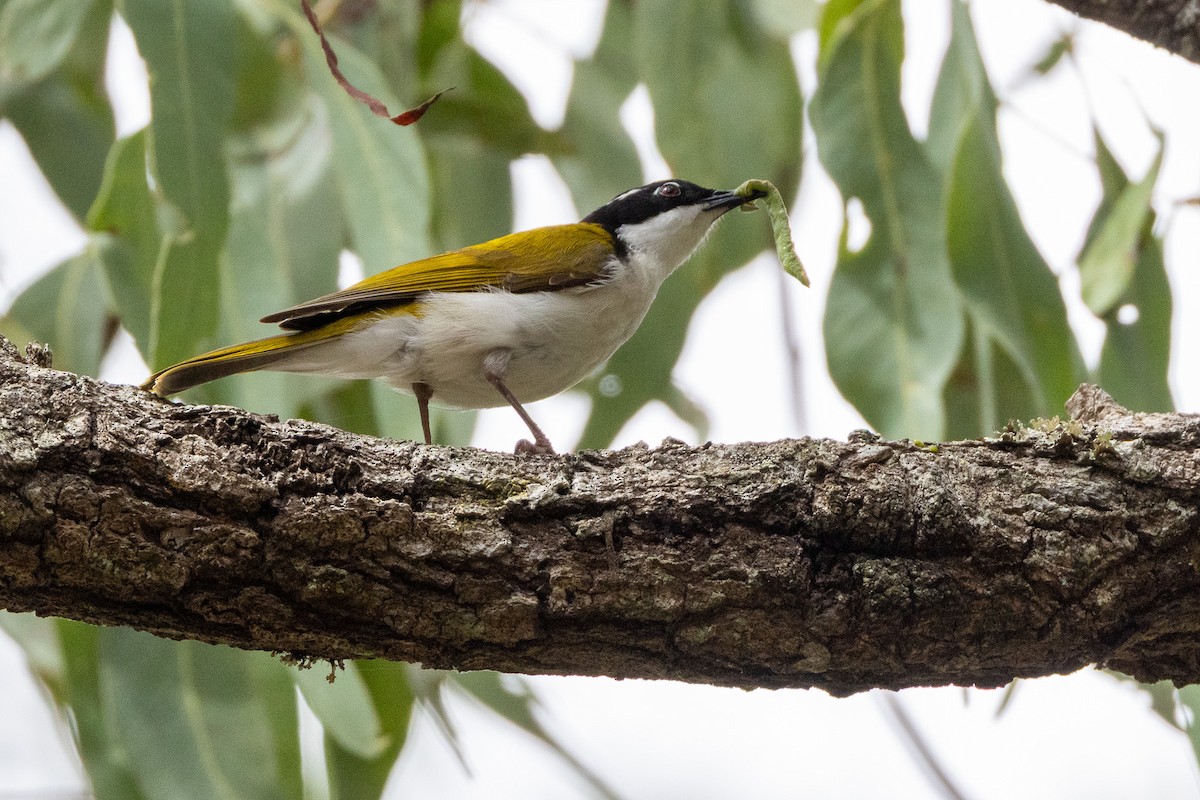 White-throated Honeyeater - ML646745620