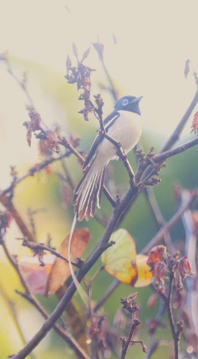 Malagasy Paradise-Flycatcher (Malagasy) - ML646745621